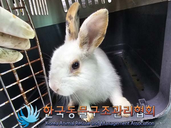 한국동물구조관리협회_411307202400321