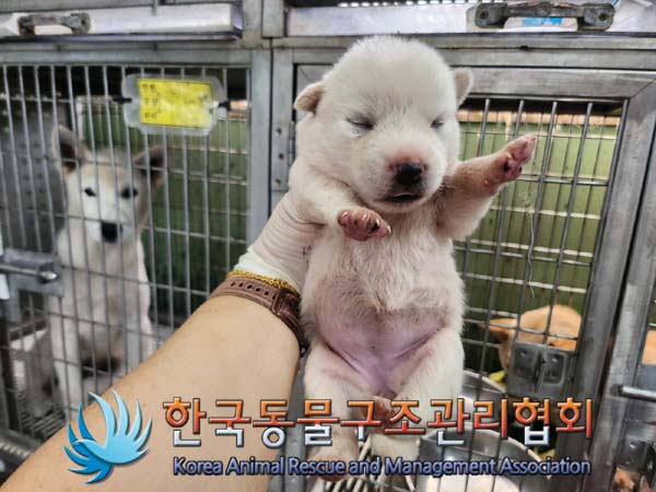 종료(자연사) 믹스…
