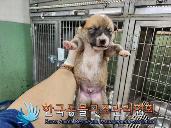 종료(안락사) 믹스…