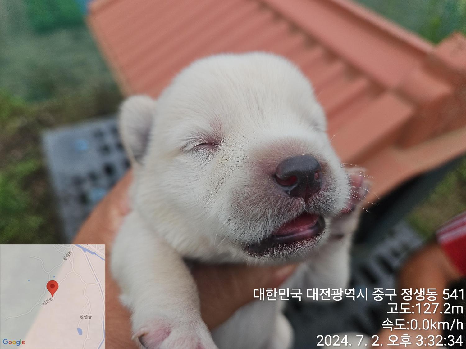 대전동물보호센터_430365202400307