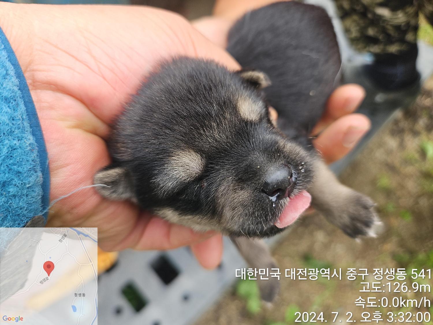 대전동물보호센터_430365202400303