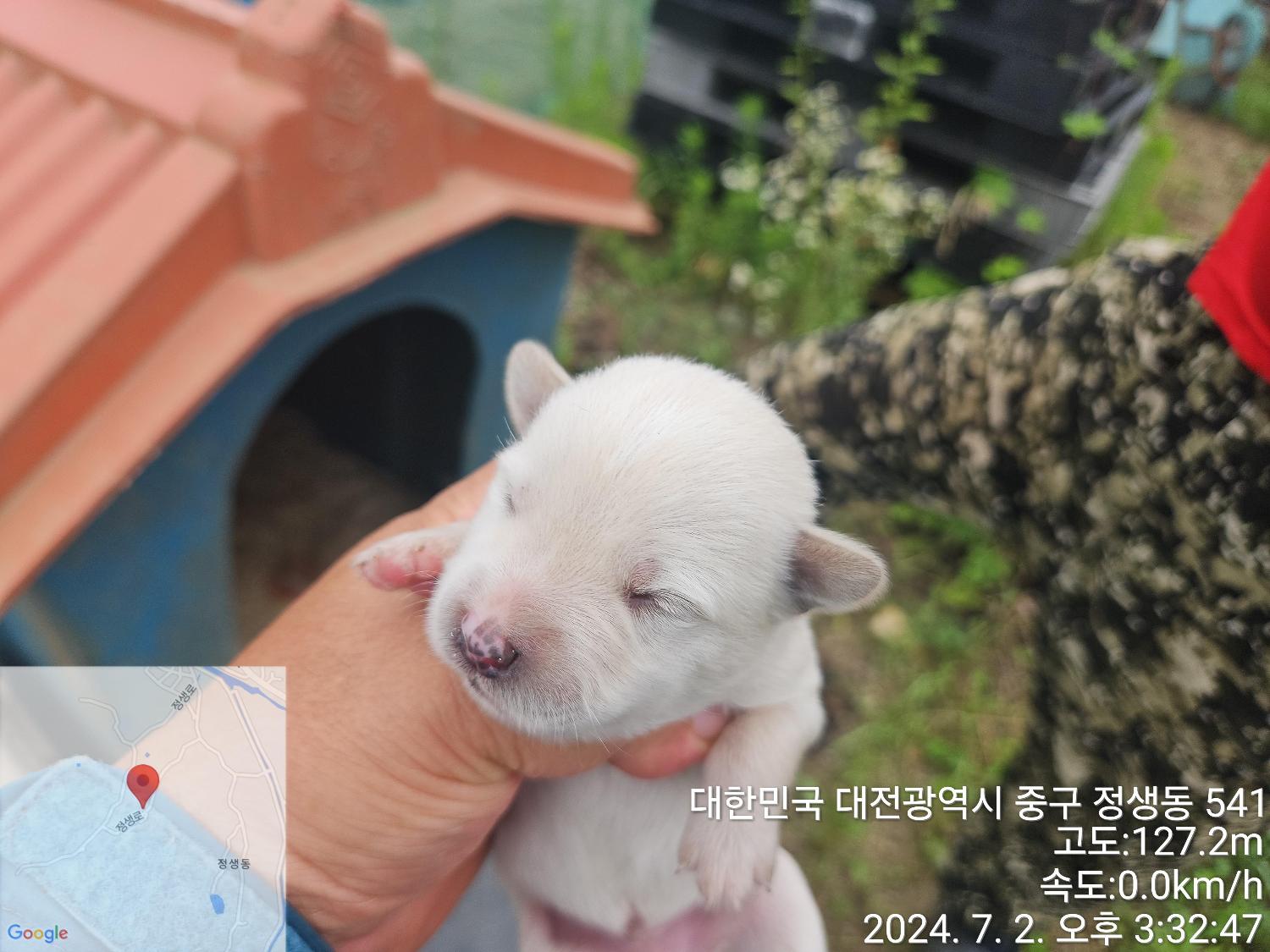 보호중 믹스견의 가…