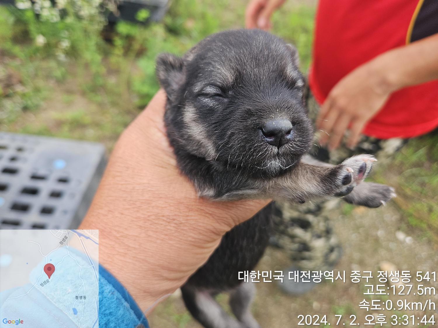 보호중 믹스견의 가…