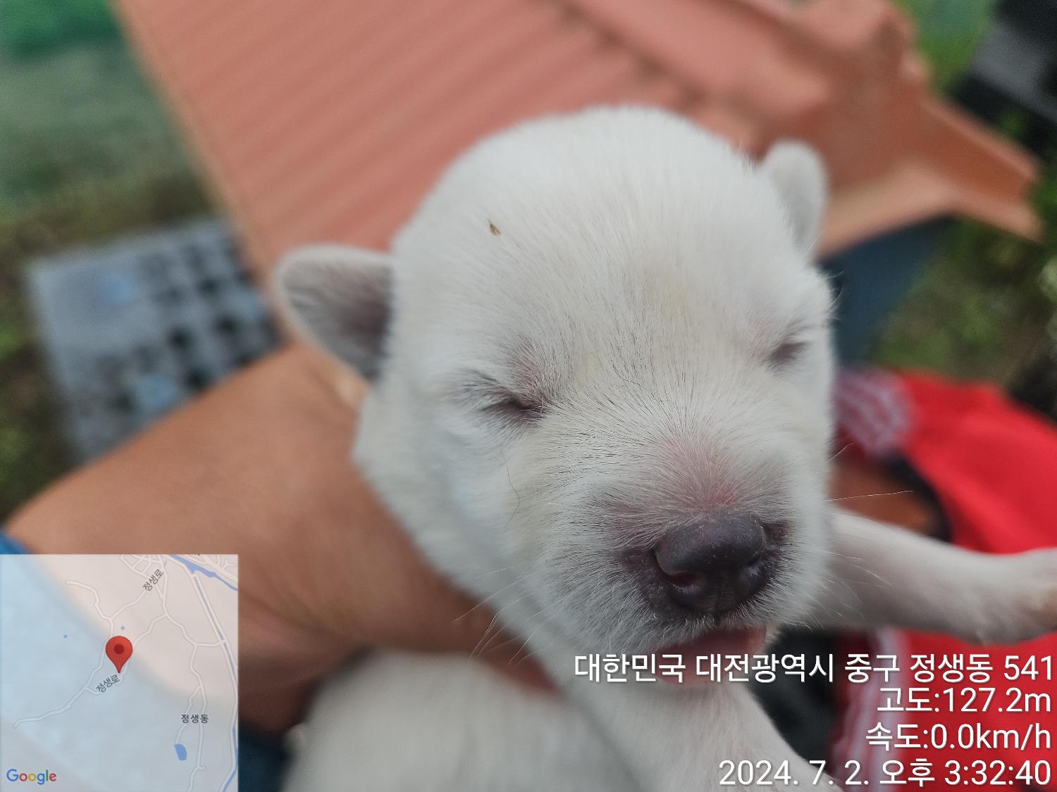 보호중 믹스견의 가…