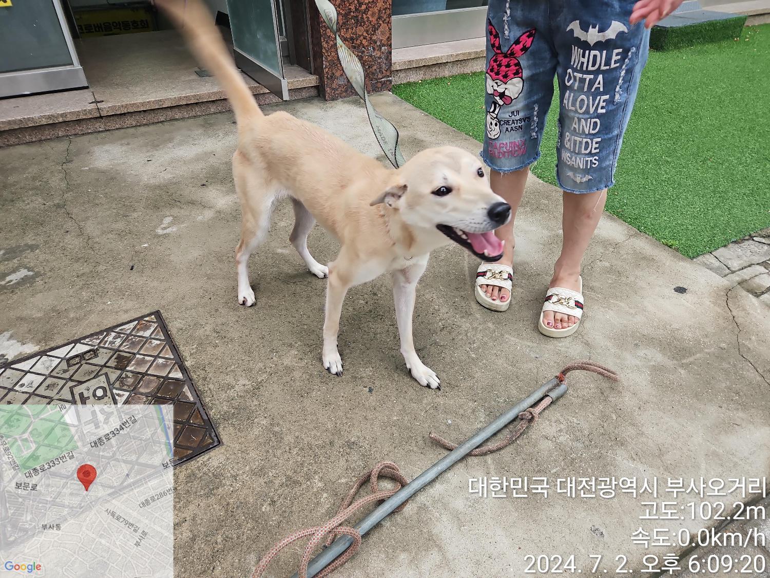보호중 진도견의 가…