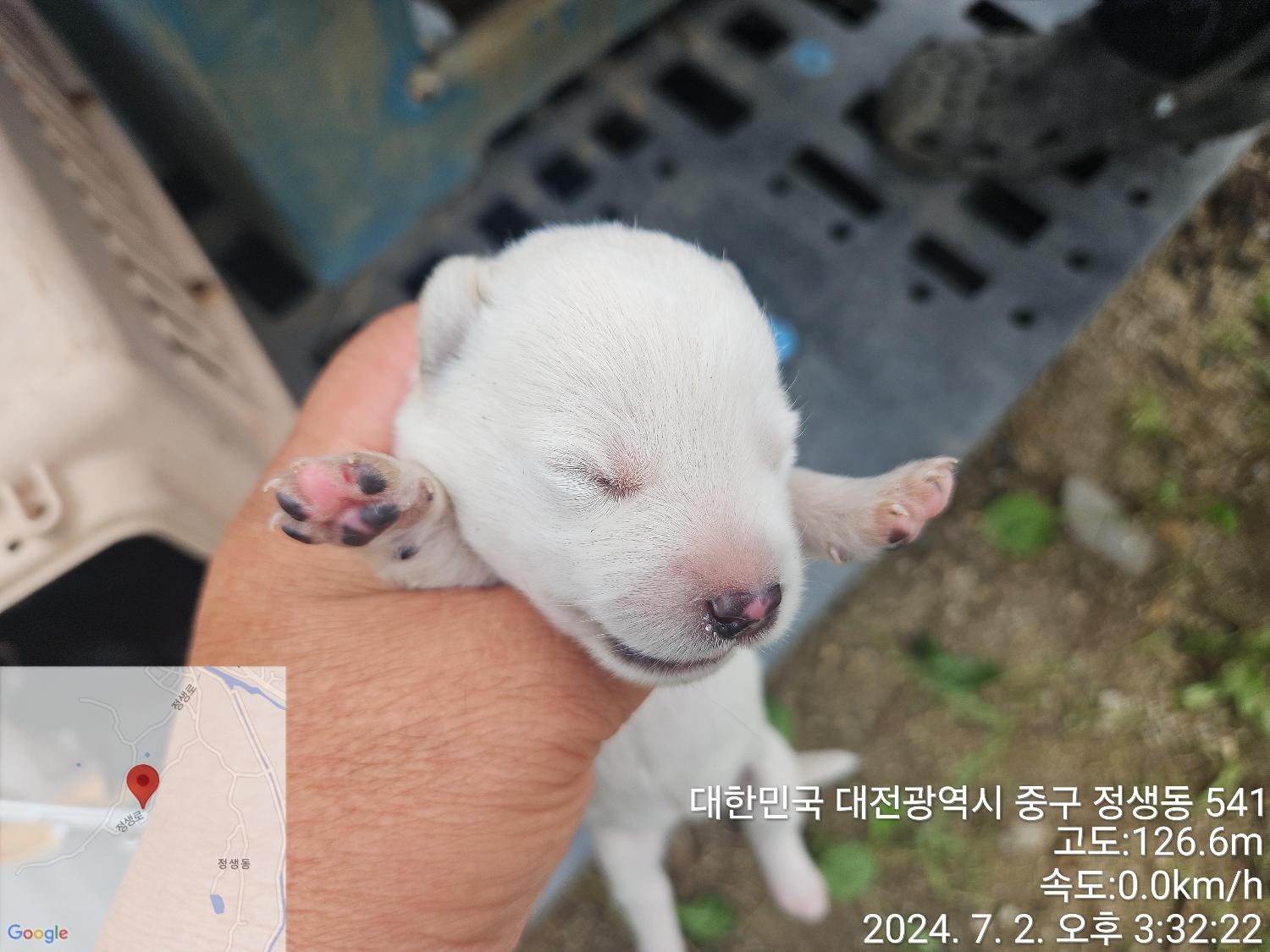 보호중 믹스견의 가…