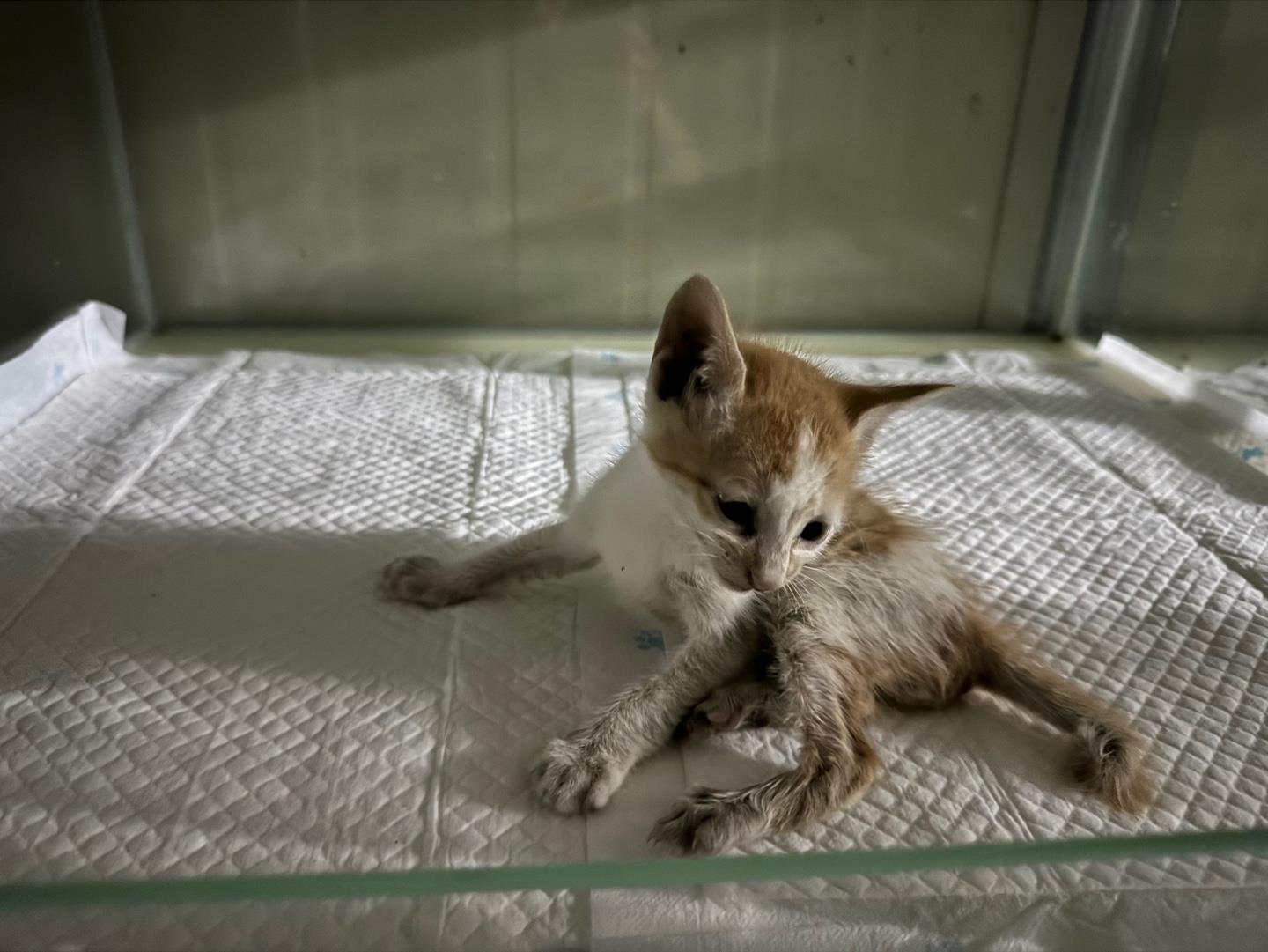보호중 한국 고양이…