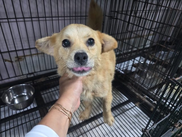 밀양시 동물보호센터_448536202401183