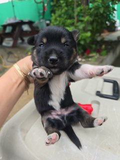 밀양시 동물보호센터_448536202401189