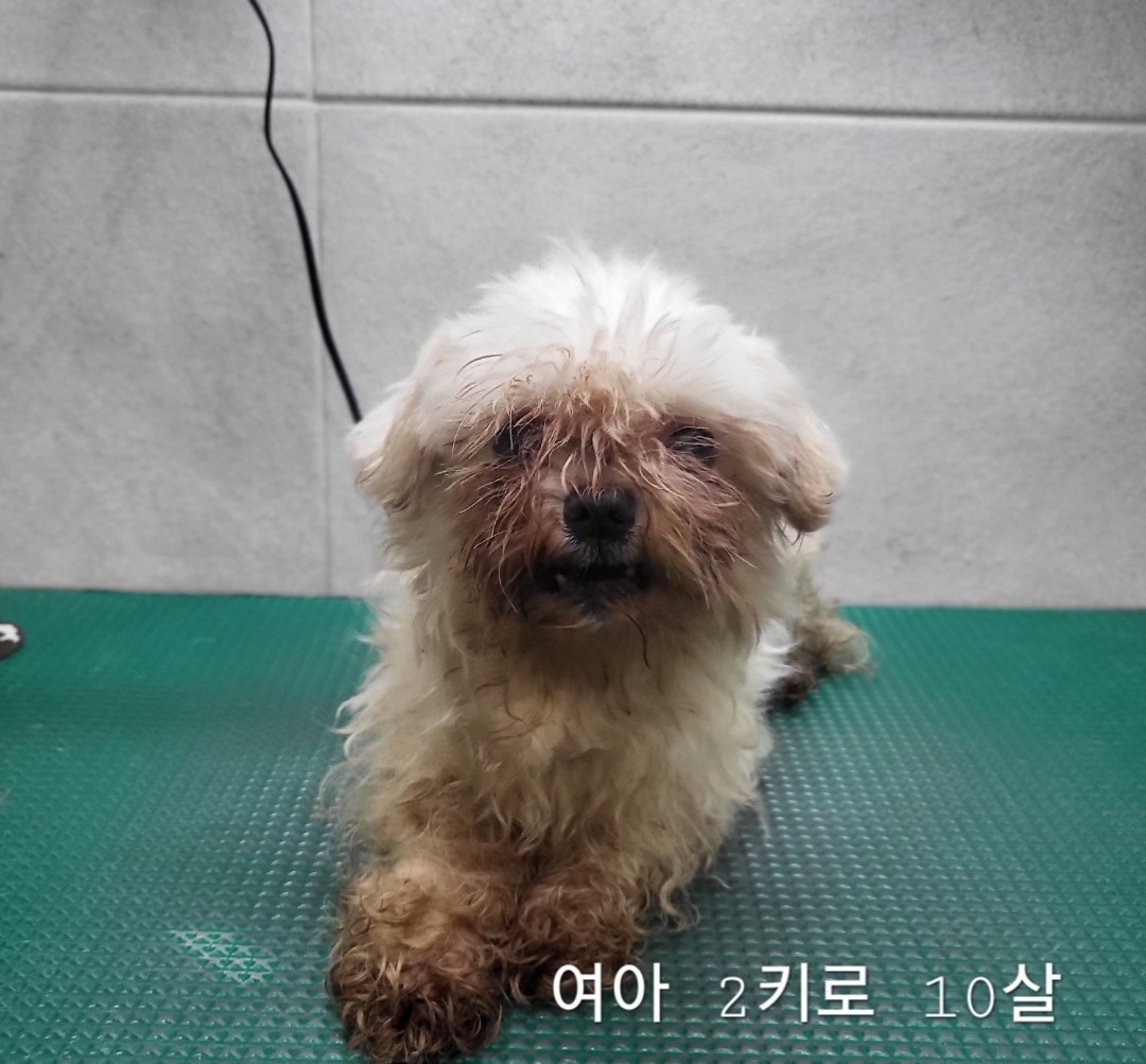 옥천동물병원_443443202400554