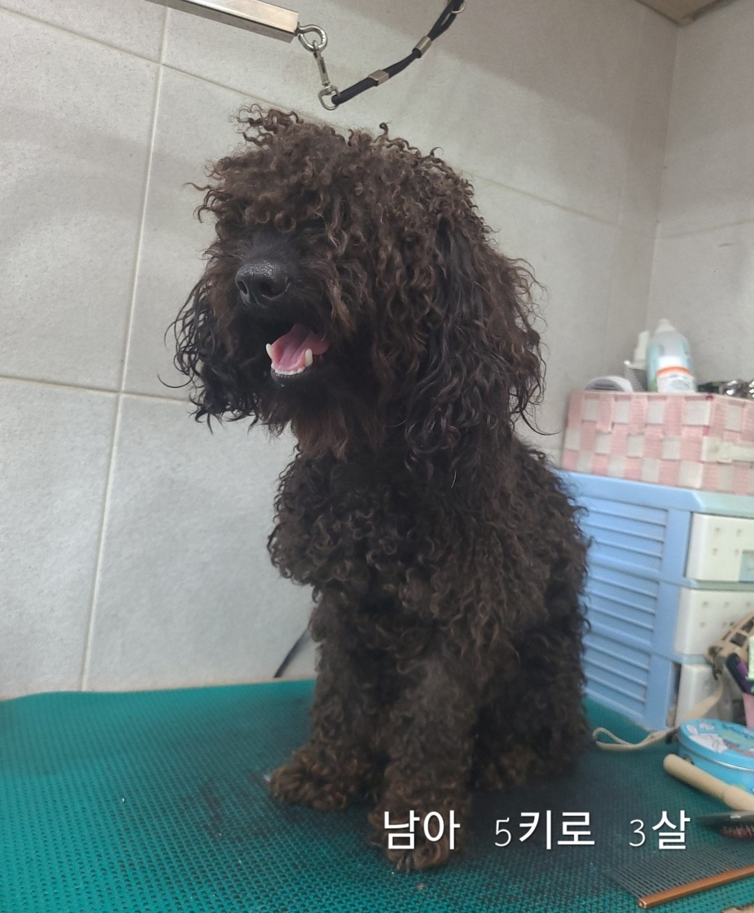 옥천동물병원_443443202400555