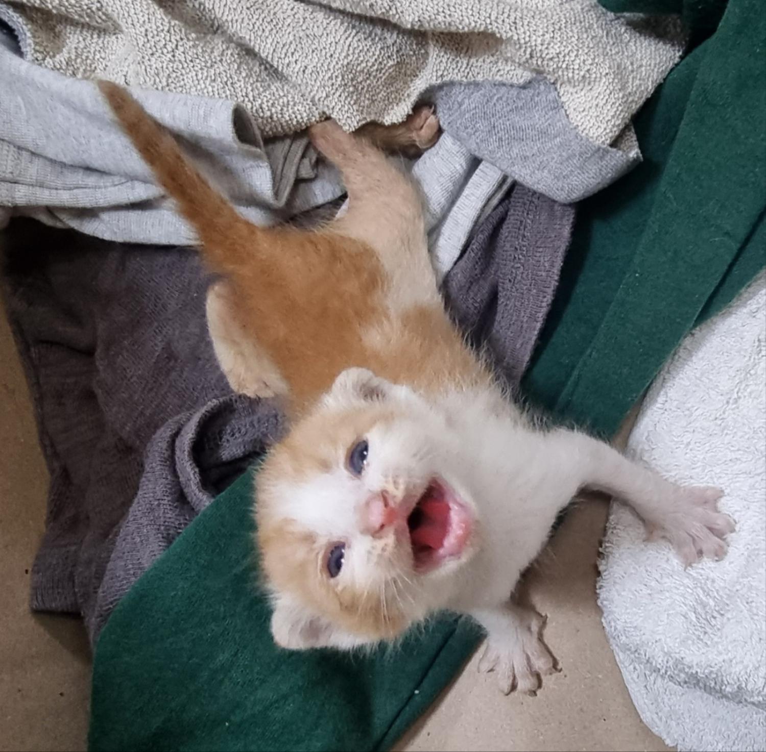 울산유기동물보호센터_431373202400890