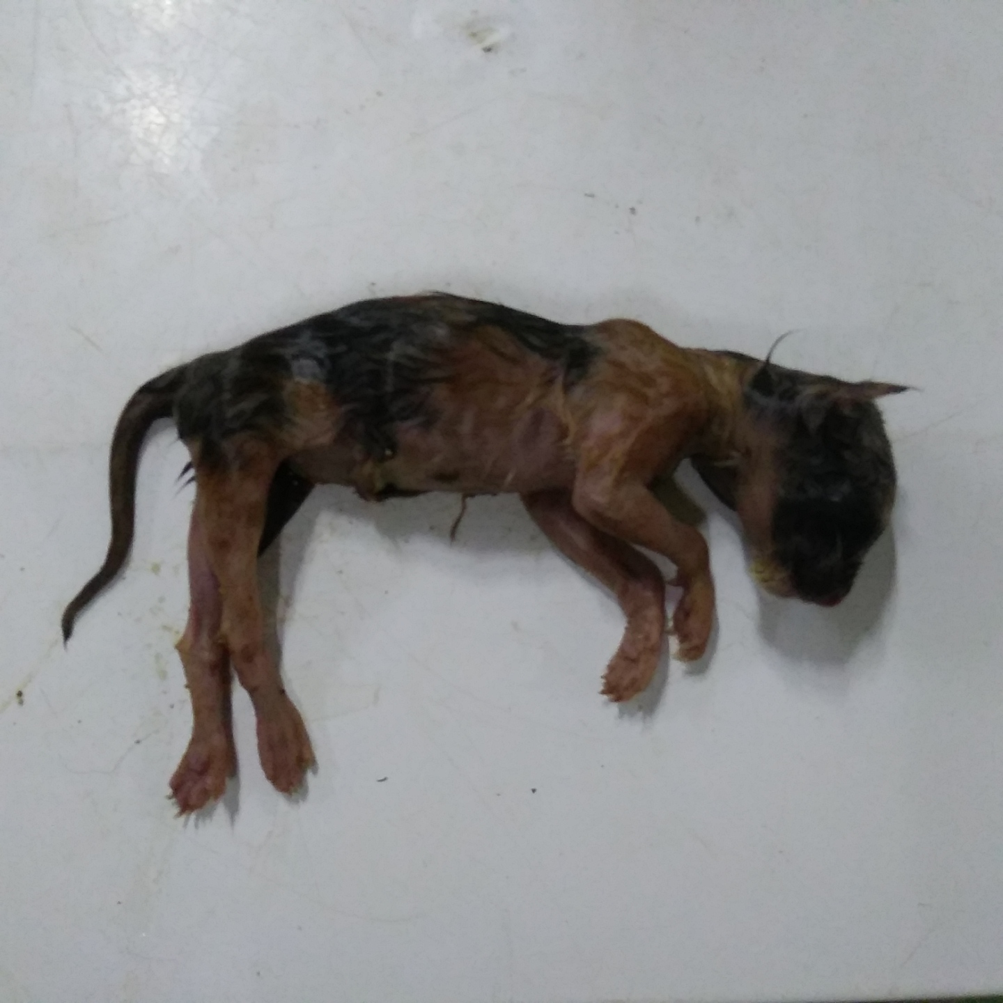 종료(자연사) 한국…
