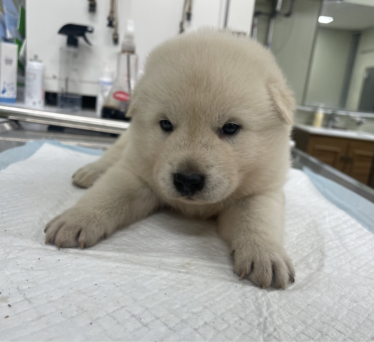남양주시동물보호센터_441399202402020