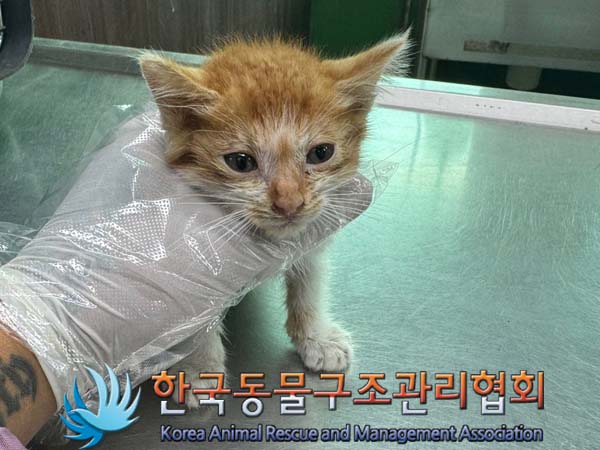 종료(자연사) 한국…