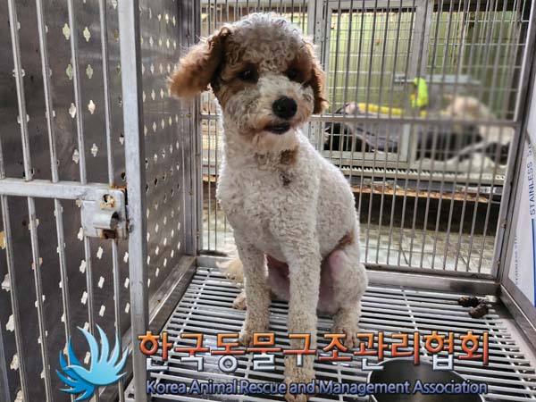 종료(기증) 푸들의…