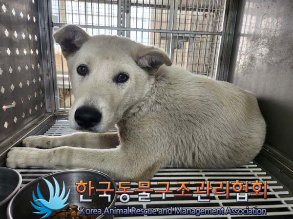 한국동물구조관리협회_441560202400700
