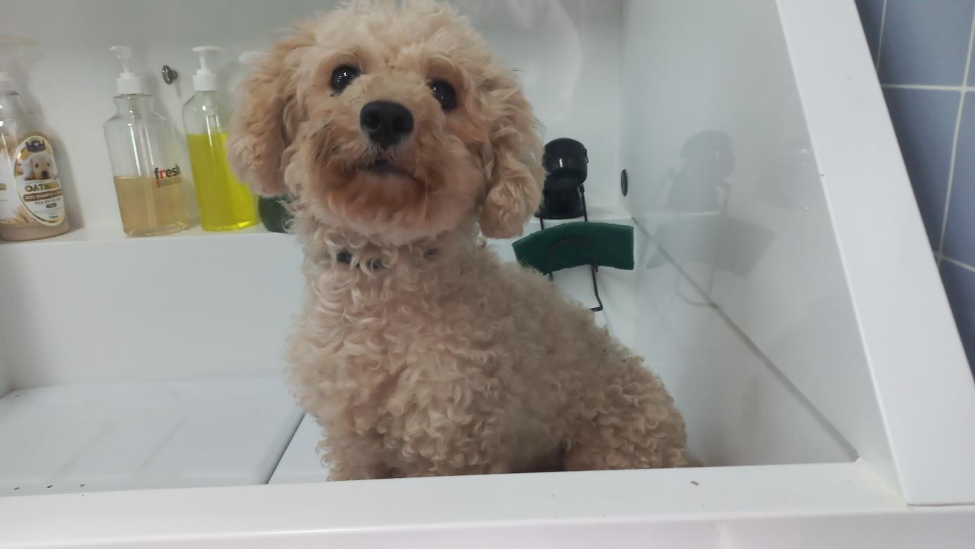 남부여동물보호소_444457202400529