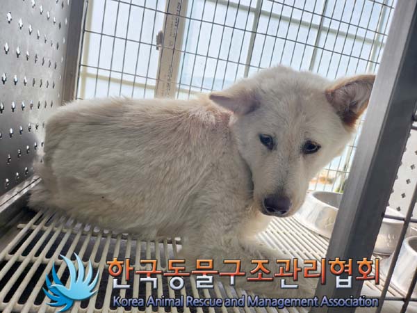 한국동물구조관리협회_441382202400562