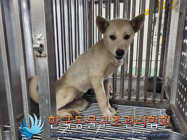 종료(안락사) 믹스…