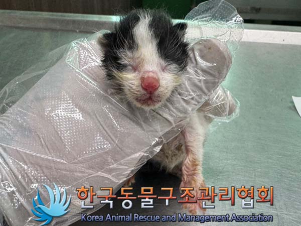 한국동물구조관리협회_411310202400561