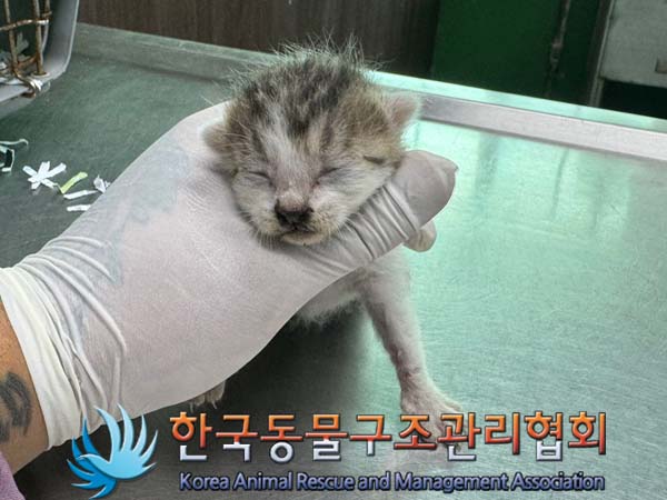한국동물구조관리협회_441382202400566