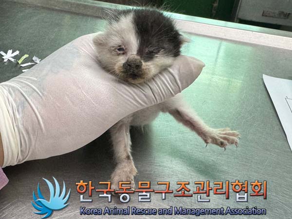 한국동물구조관리협회_441382202400565