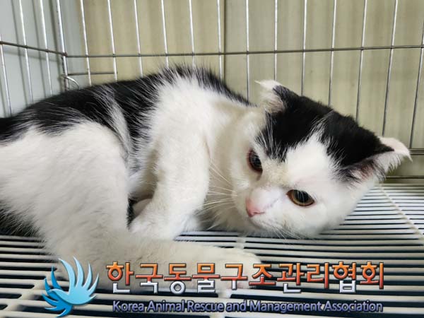 종료(입양) 스코티…