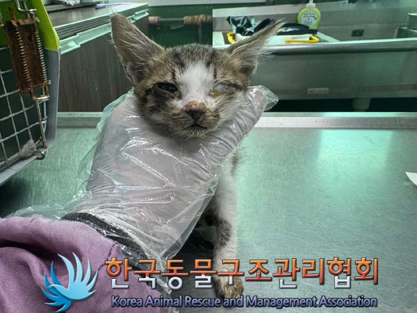 한국동물구조관리협회_411303202400285
