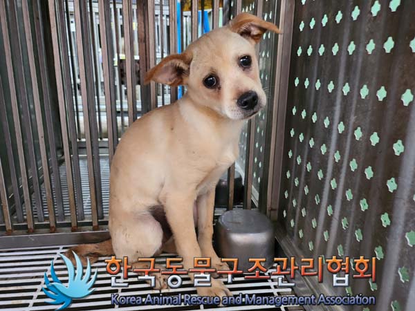 한국동물구조관리협회_441406202401218