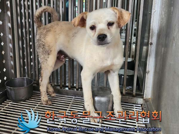 한국동물구조관리협회_441406202401216