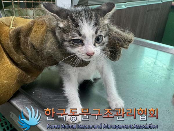 한국동물구조관리협회_411311202400583
