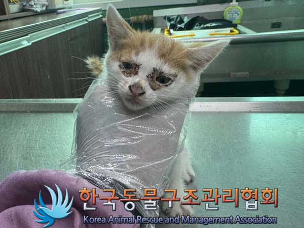 종료(안락사) 한국…