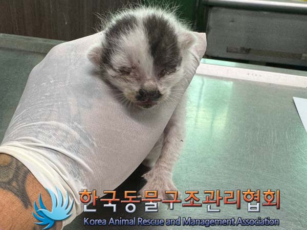 한국동물구조관리협회_441382202400567