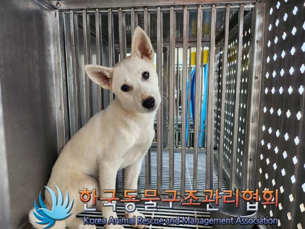 한국동물구조관리협회_441406202401219