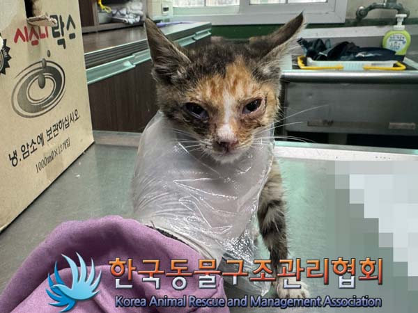 한국동물구조관리협회_411323202400745