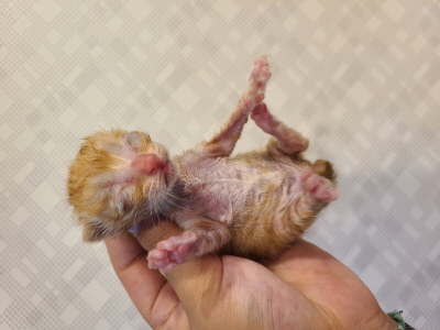 종료(자연사) 믹스…