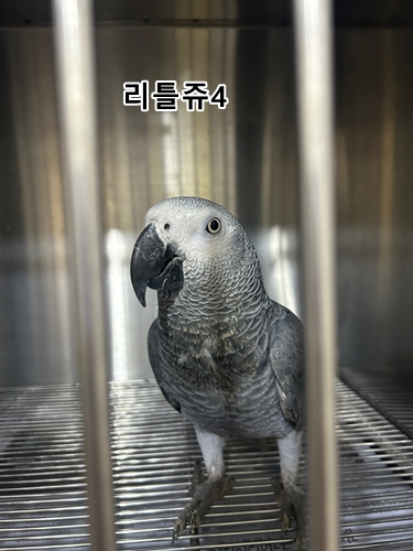 리틀쥬동물의료원_431370202400593