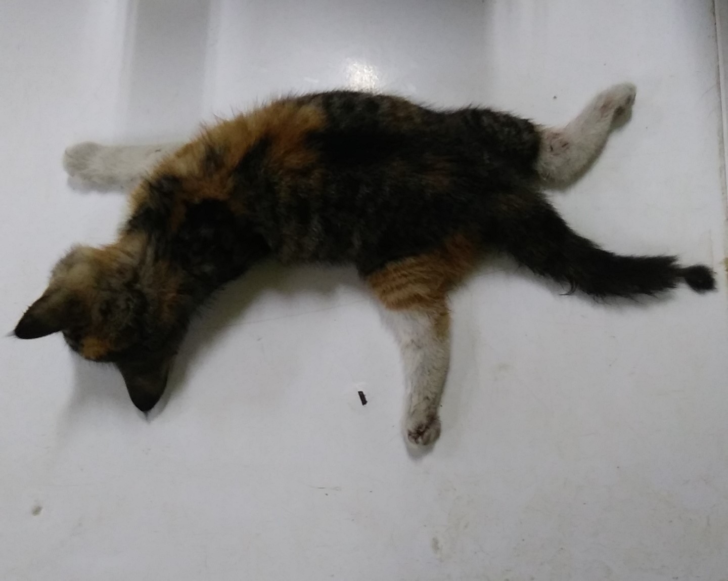 종료(자연사) 한국…