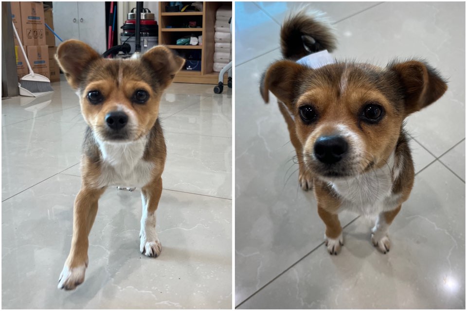 반려동물보호센터_443571202401796