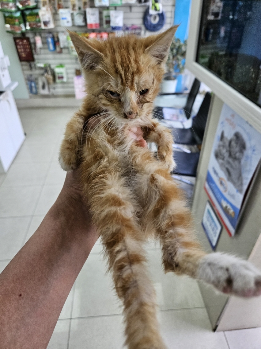 보호중 한국 고양이…