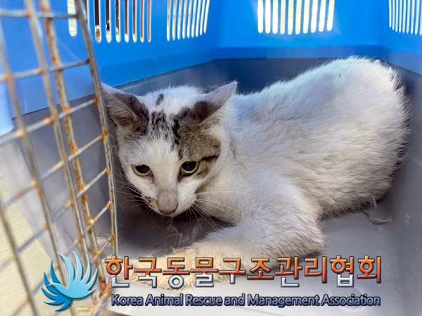 종료(안락사) 한국…