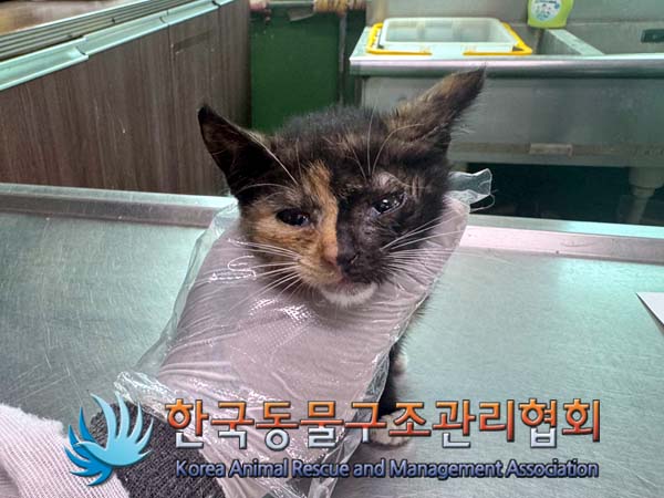 종료(자연사) 한국…