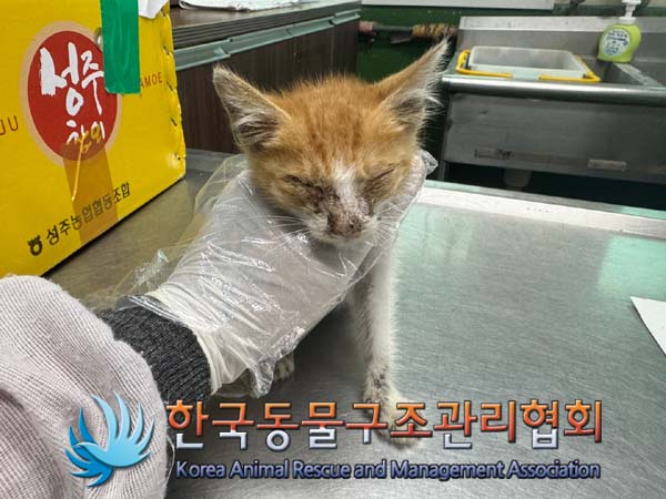 한국동물구조관리협회_411317202400226