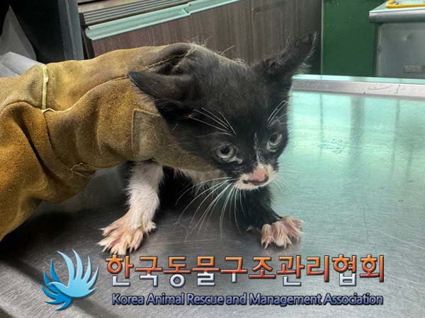 종료(자연사) 한국…