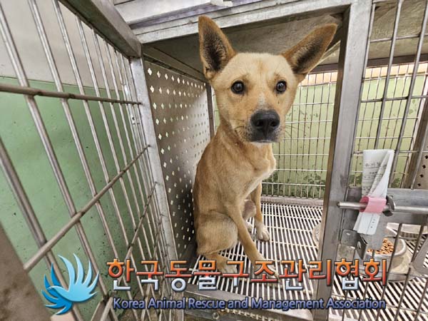 한국동물구조관리협회_441406202401226