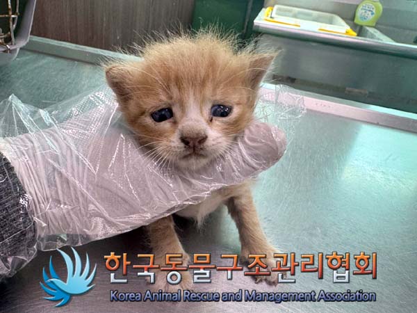 한국동물구조관리협회_441559202400797