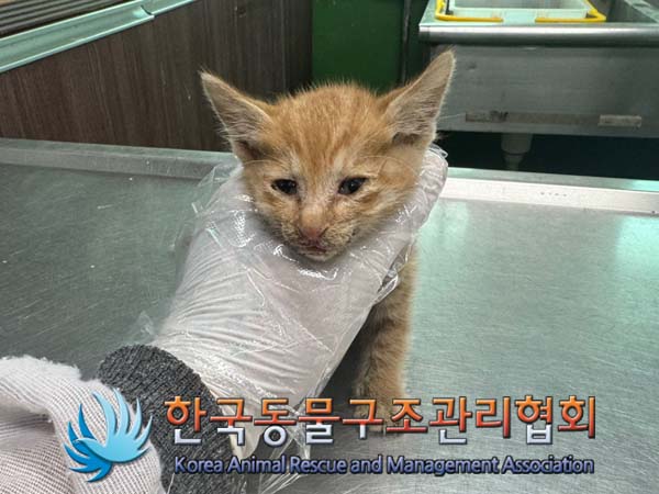 한국동물구조관리협회_411311202400584