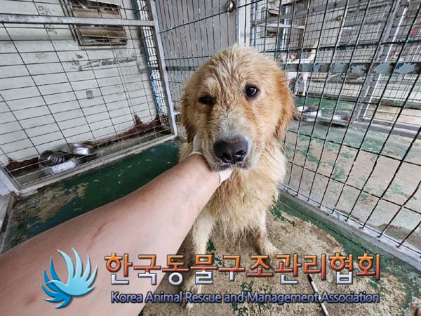 한국동물구조관리협회_441392202400208