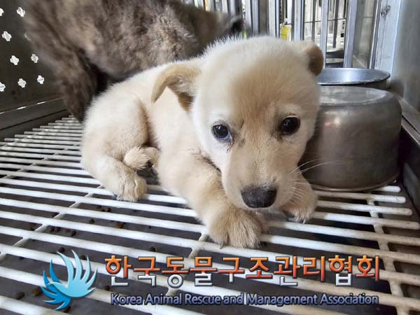 종료(안락사) 믹스…